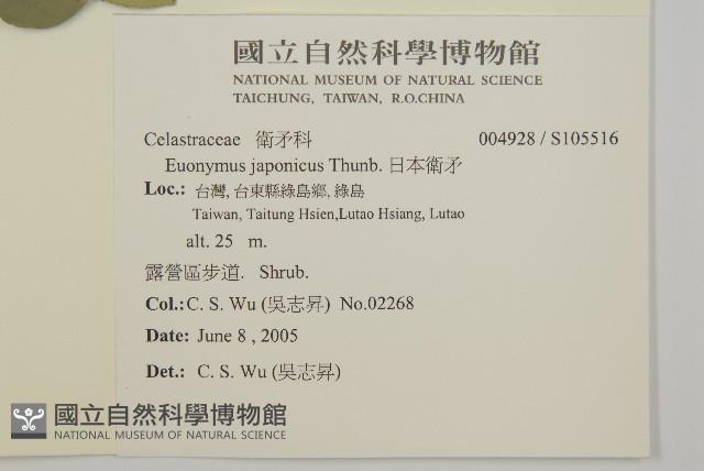 日本衛矛, 大葉黃楊藏品圖，第2張