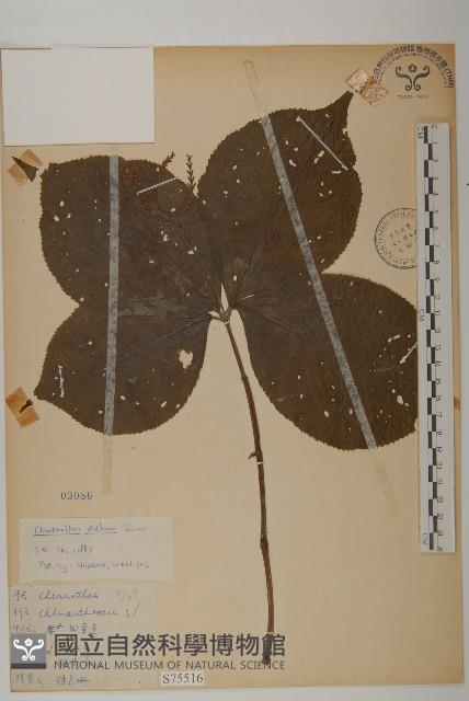 臺灣及己藏品圖，第1張