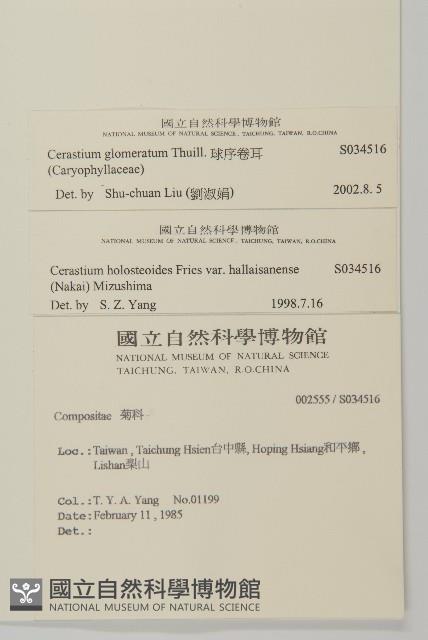 球序卷耳藏品圖，第2張