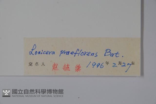 早花忍冬藏品圖，第2張