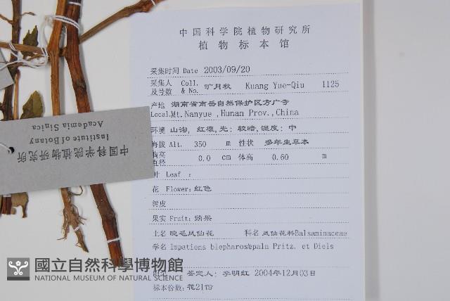 睫毛萼鳳仙花藏品圖，第2張