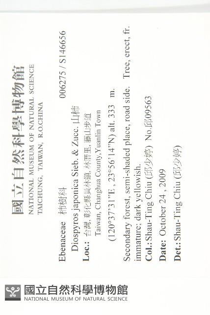 山柿, 山豆柿藏品圖，第2張