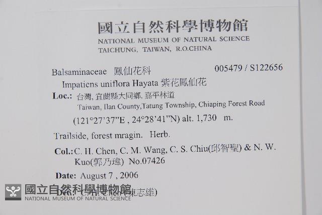 紫花鳳仙花藏品圖，第2張