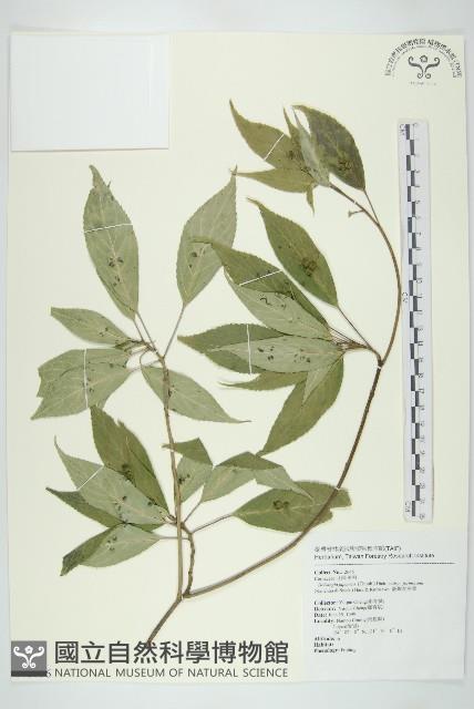 臺灣青莢葉藏品圖，第1張