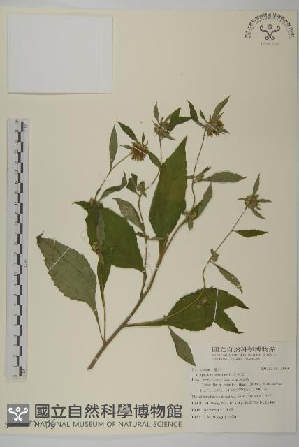 杓兒菜藏品圖，第2張