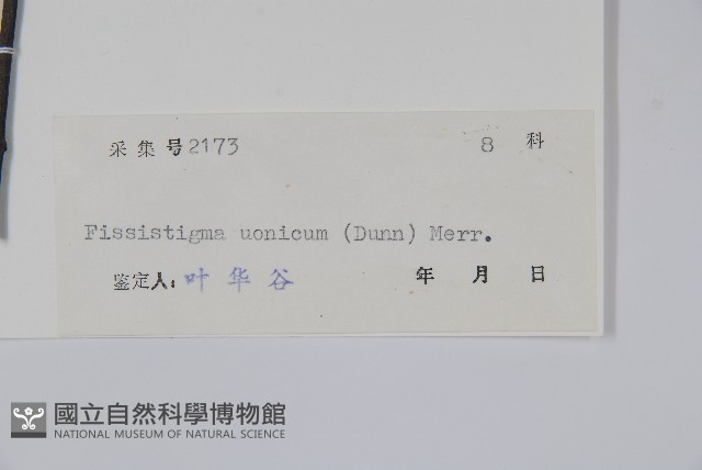 香港瓜馥木藏品圖，第2張