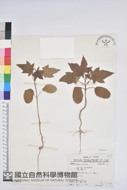 蓖麻藏品圖，第1張