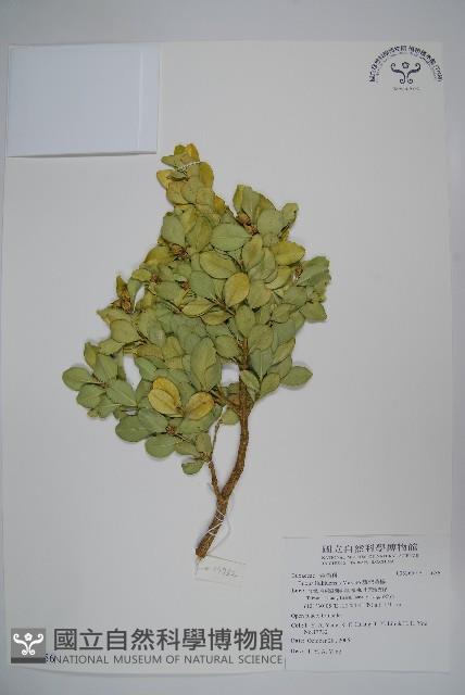 琉球黃楊藏品圖，第1張