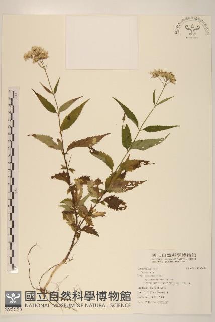 登錄號:S095656藏品圖，第2張