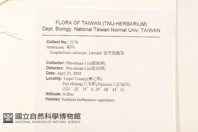 直莖鼠麴草藏品圖，第2張