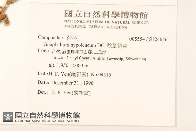 秋鼠麴草藏品圖，第2張