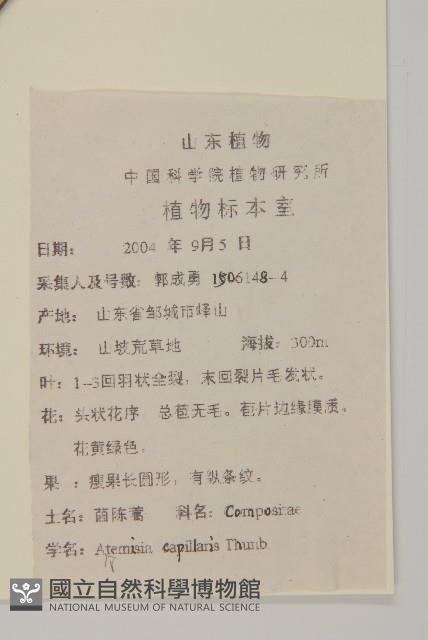 茵蔯蒿藏品圖，第2張