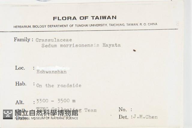 玉山佛甲草藏品圖，第2張