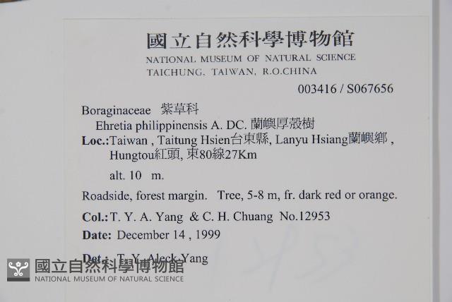 蘭嶼厚殼樹藏品圖，第2張