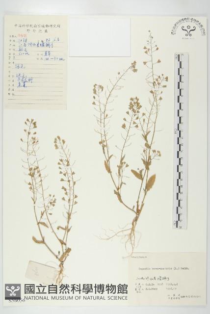 薺藏品圖，第1張