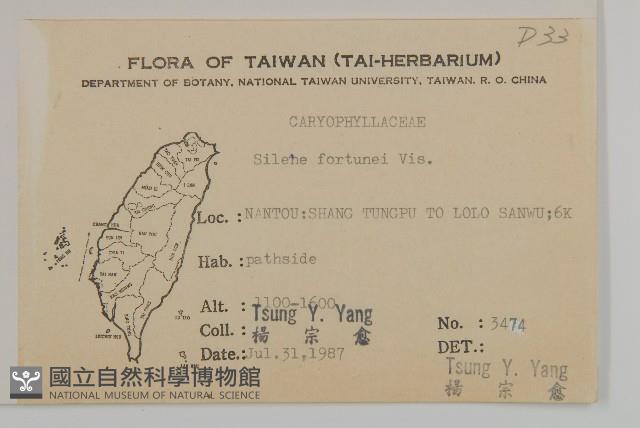 蠅子草藏品圖，第2張