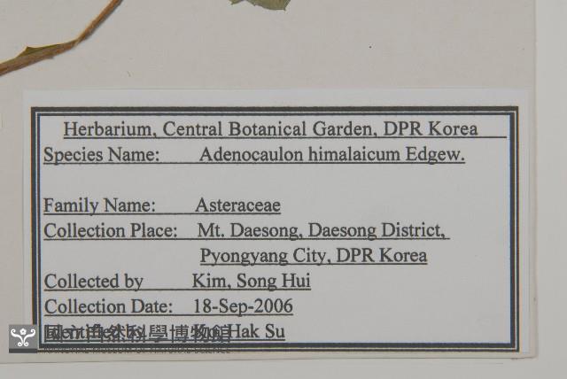 腺梗菜藏品圖，第2張