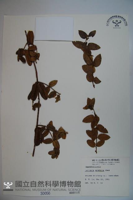 無梗忍冬藏品圖，第1張