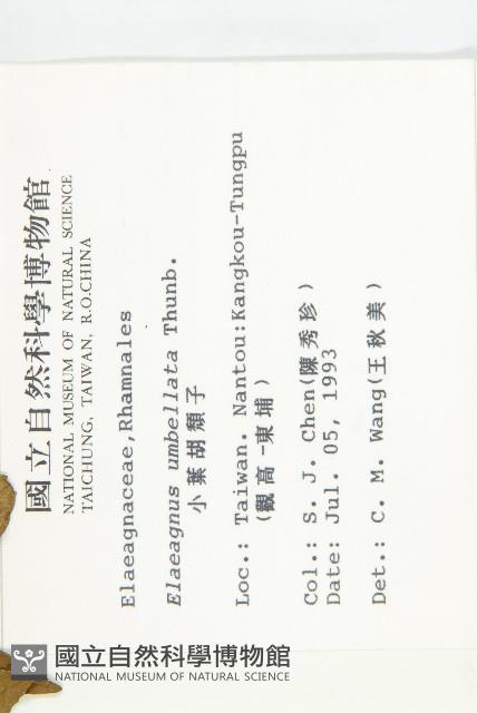 小葉胡頹子藏品圖，第2張