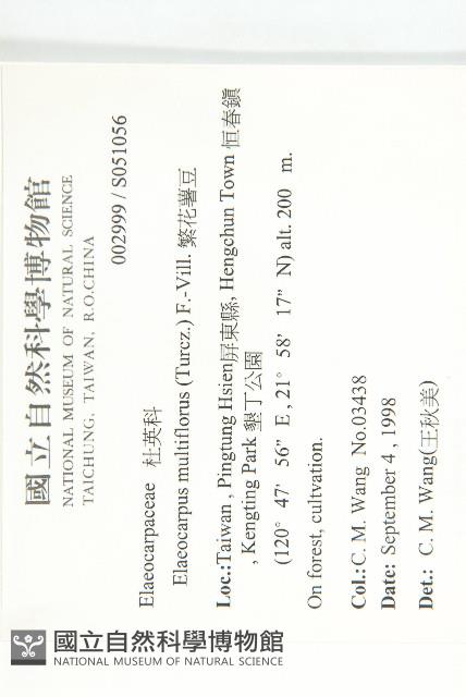 繁花薯豆藏品圖，第2張