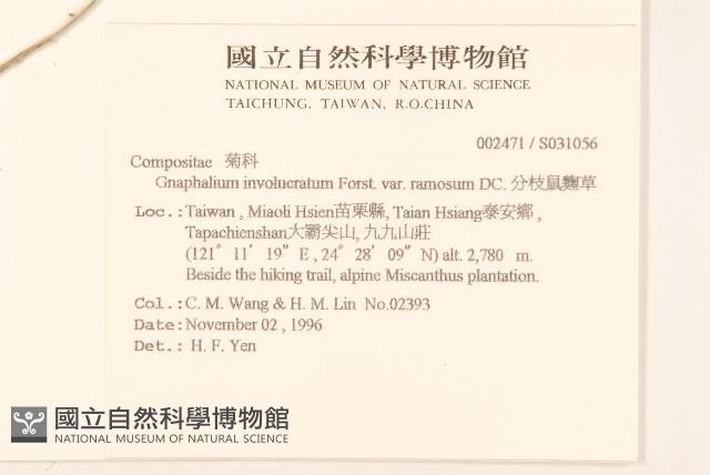 分枝鼠麴草藏品圖，第2張