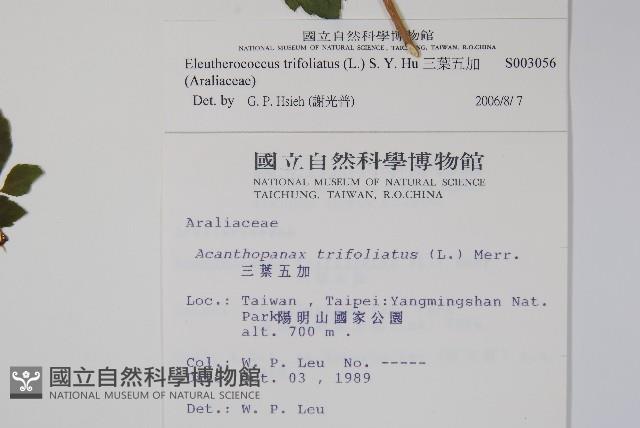 三葉五加藏品圖，第2張