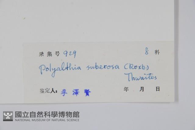 暗羅、雞爪樹藏品圖，第2張