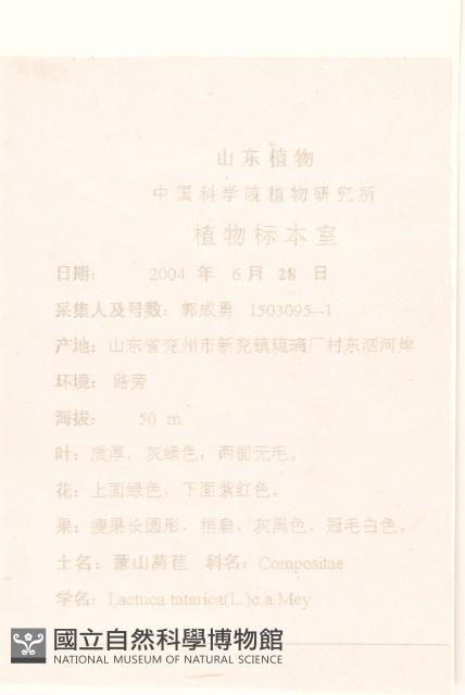 紫花山萵苣藏品圖，第2張