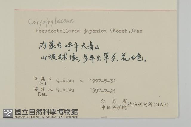 毛脈孩兒參藏品圖，第2張