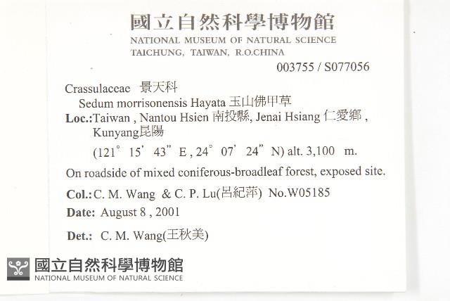 玉山佛甲草藏品圖，第5張