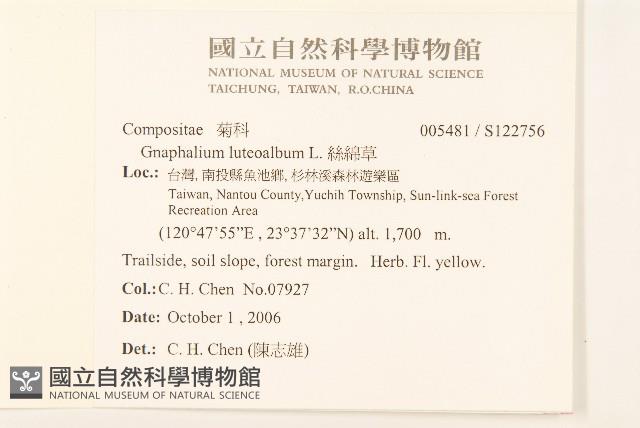 絲綿草藏品圖，第2張