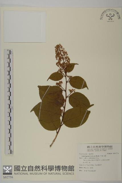 雷公藤藏品圖，第1張