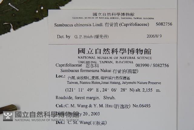 冇骨消藏品圖，第2張