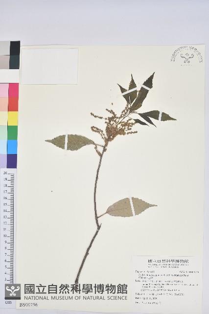 毛蕊花藏品圖，第2張