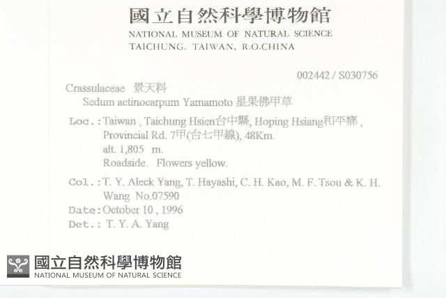 星果佛甲草藏品圖，第2張