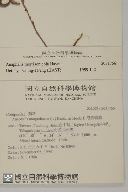 玉山抱莖籟簫藏品圖，第2張