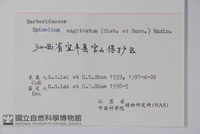 光葉淫羊藿藏品圖，第2張