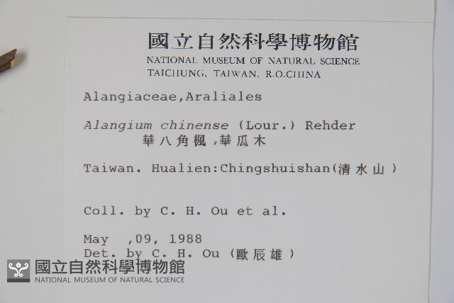 華八角楓藏品圖，第2張