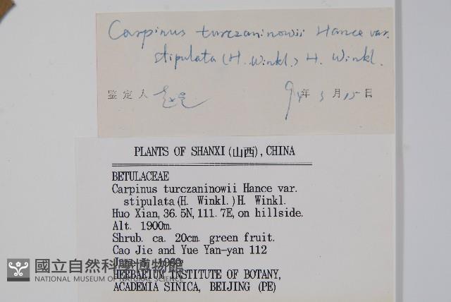 小葉鵝耳櫪藏品圖，第2張