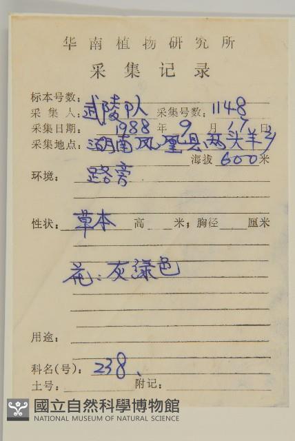 黃花蒿藏品圖，第2張