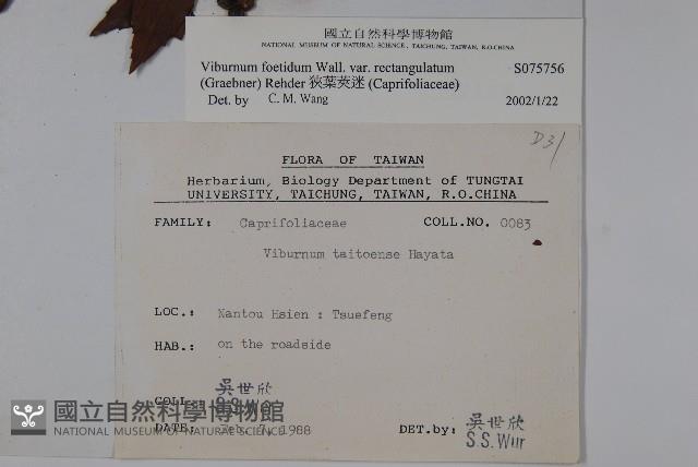 狹葉莢迷藏品圖，第2張