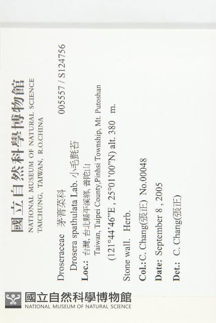 小毛氈苔藏品圖，第2張