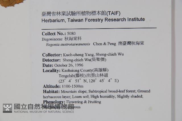 南台灣秋海棠藏品圖，第2張