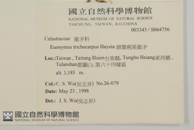 卵葉刺果衛矛藏品圖，第2張