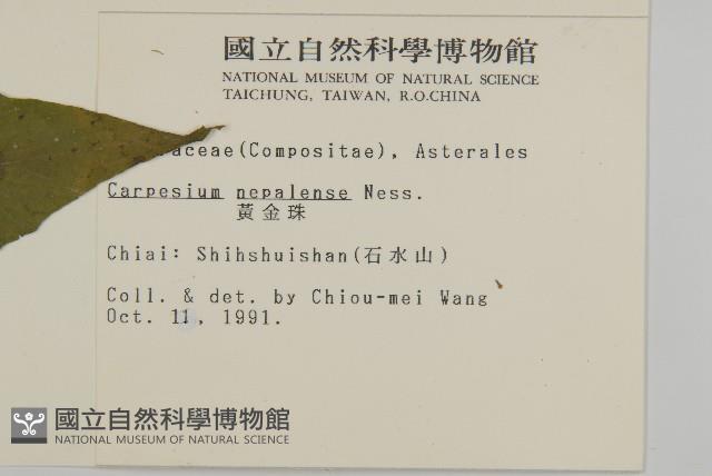 黃金珠藏品圖，第2張