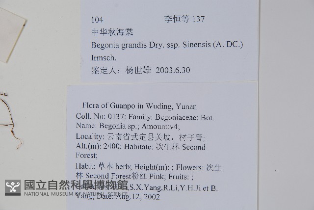 中華秋海棠藏品圖，第2張