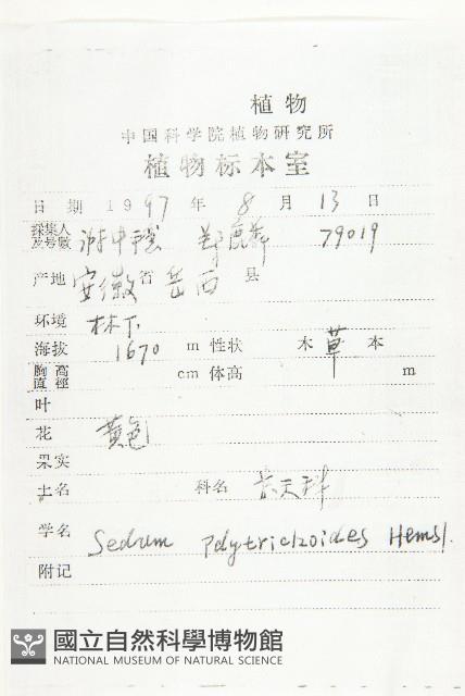 蘚狀景天藏品圖，第2張