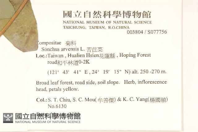 苦苣菜藏品圖，第2張