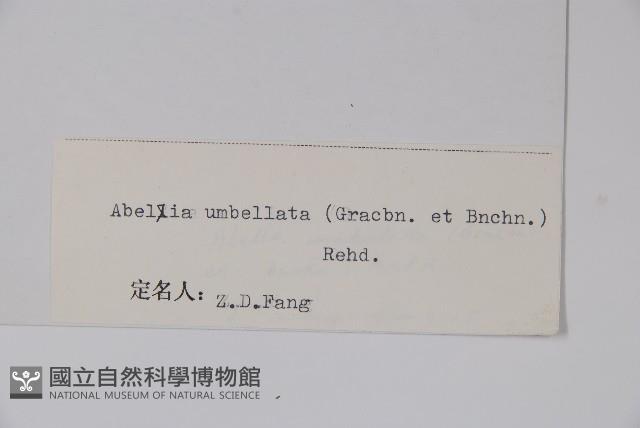 傘花六道木藏品圖，第2張