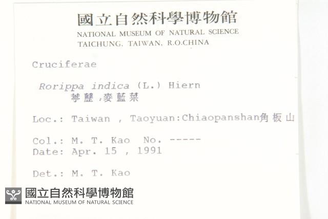 葶藶藏品圖，第2張